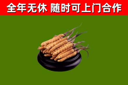 榆林市回收冬虫夏草
